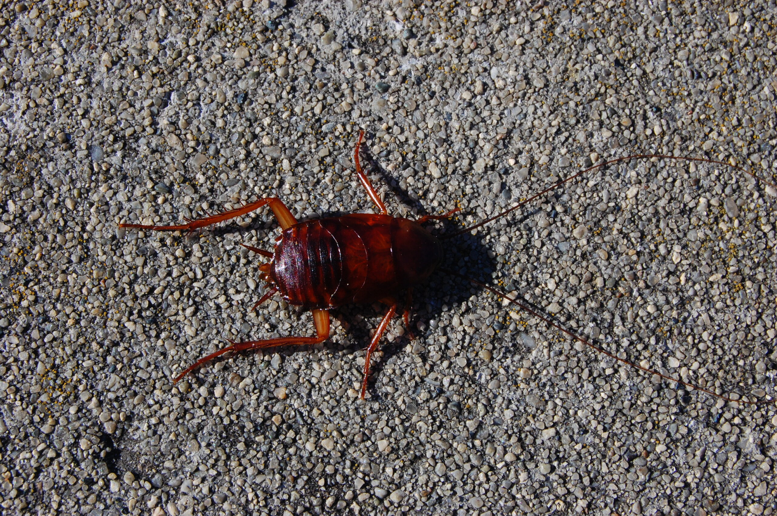 American cockroach (Periplaneta americana) adult