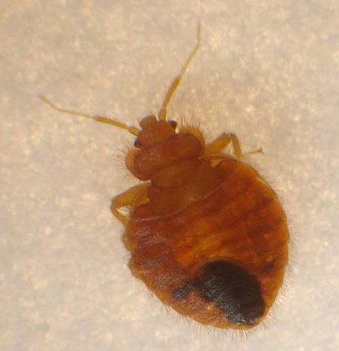 Bat bug (Cimex adjunctus) macro photograph for comparison with bed bug