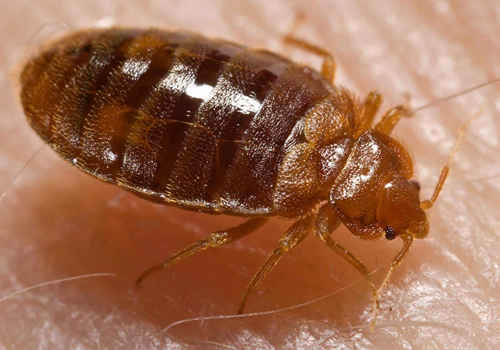 Adult bed bug (Cimex lectularius) macro photograph