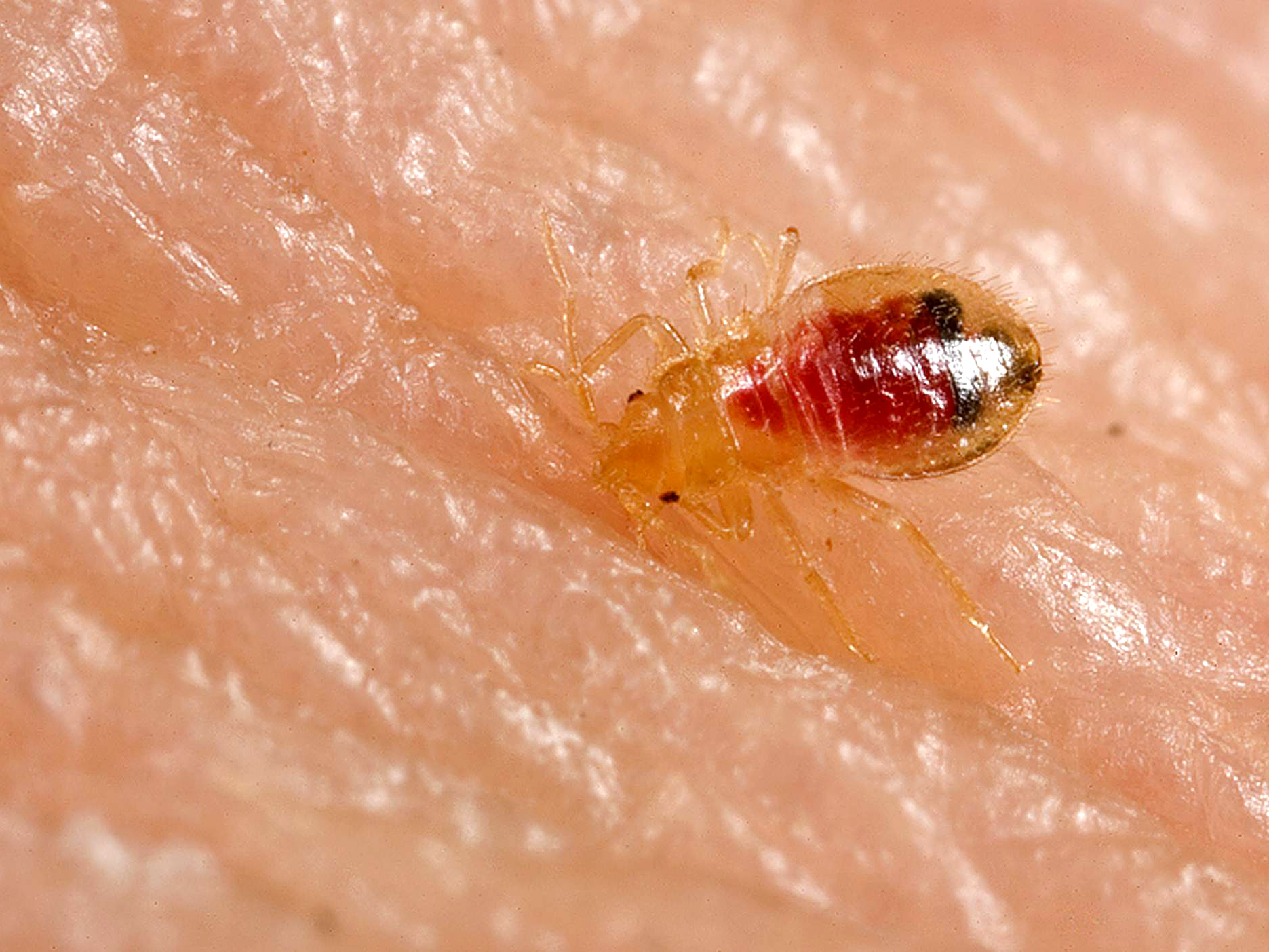 Bed bug nymph (Cimex lectularius) — early instar stage