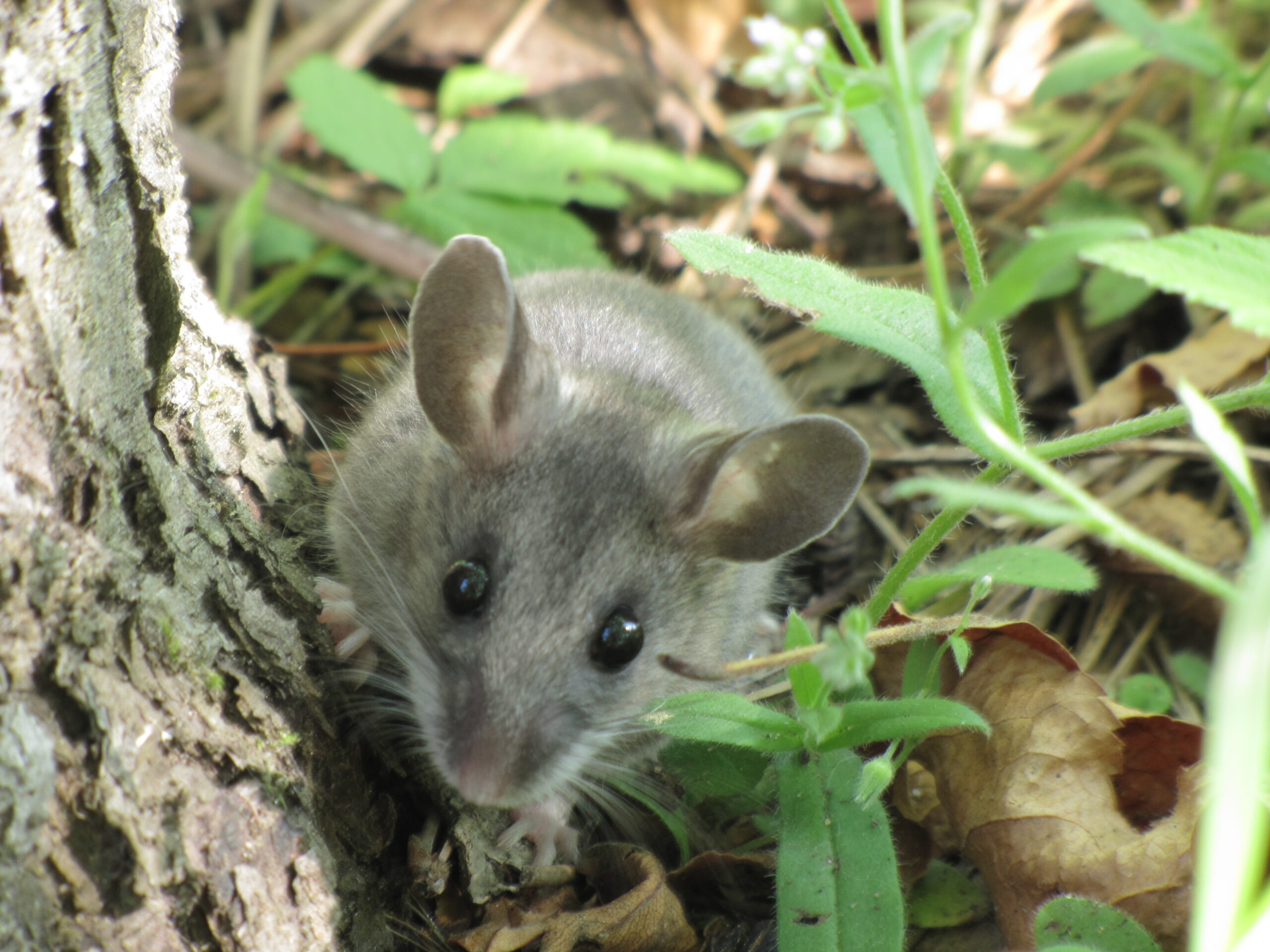 Deer mouse (Peromyscus maniculatus) showing brown back, white belly, and bicolored tail