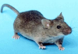 House mouse (Mus musculus) — size reference for rodent identification