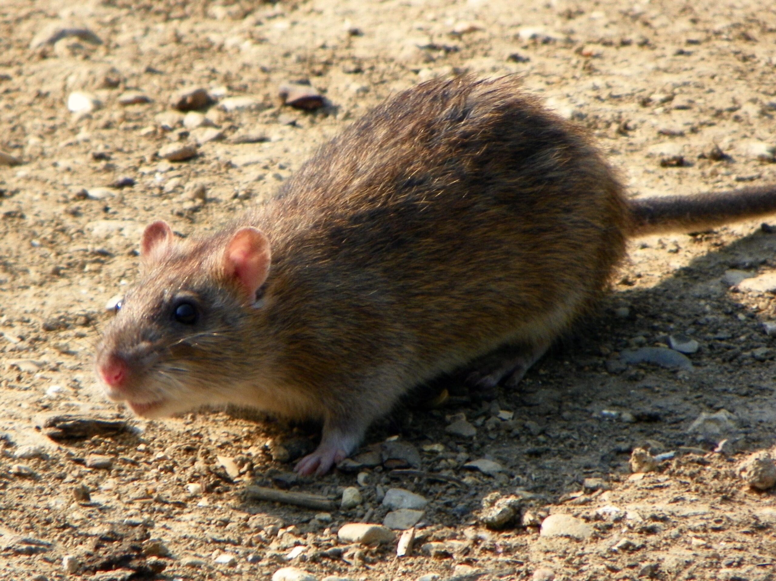 Norway rat (Rattus norvegicus) — the brown rat