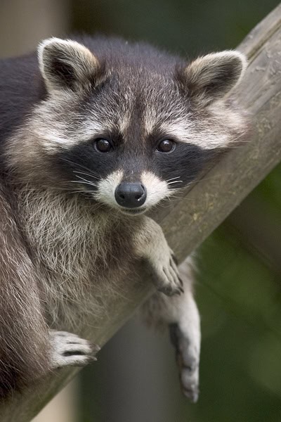 Adult raccoon (Procyon lotor) showing distinctive black facial mask and ringed tail