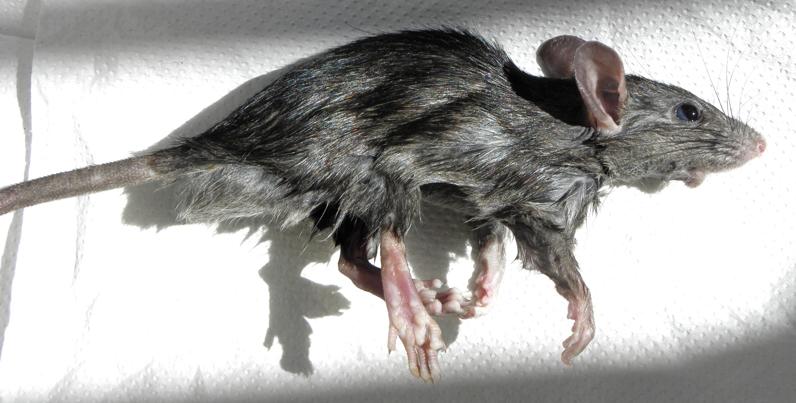 Roof rat / black rat (Rattus rattus) showing slender body, long tail, large ears