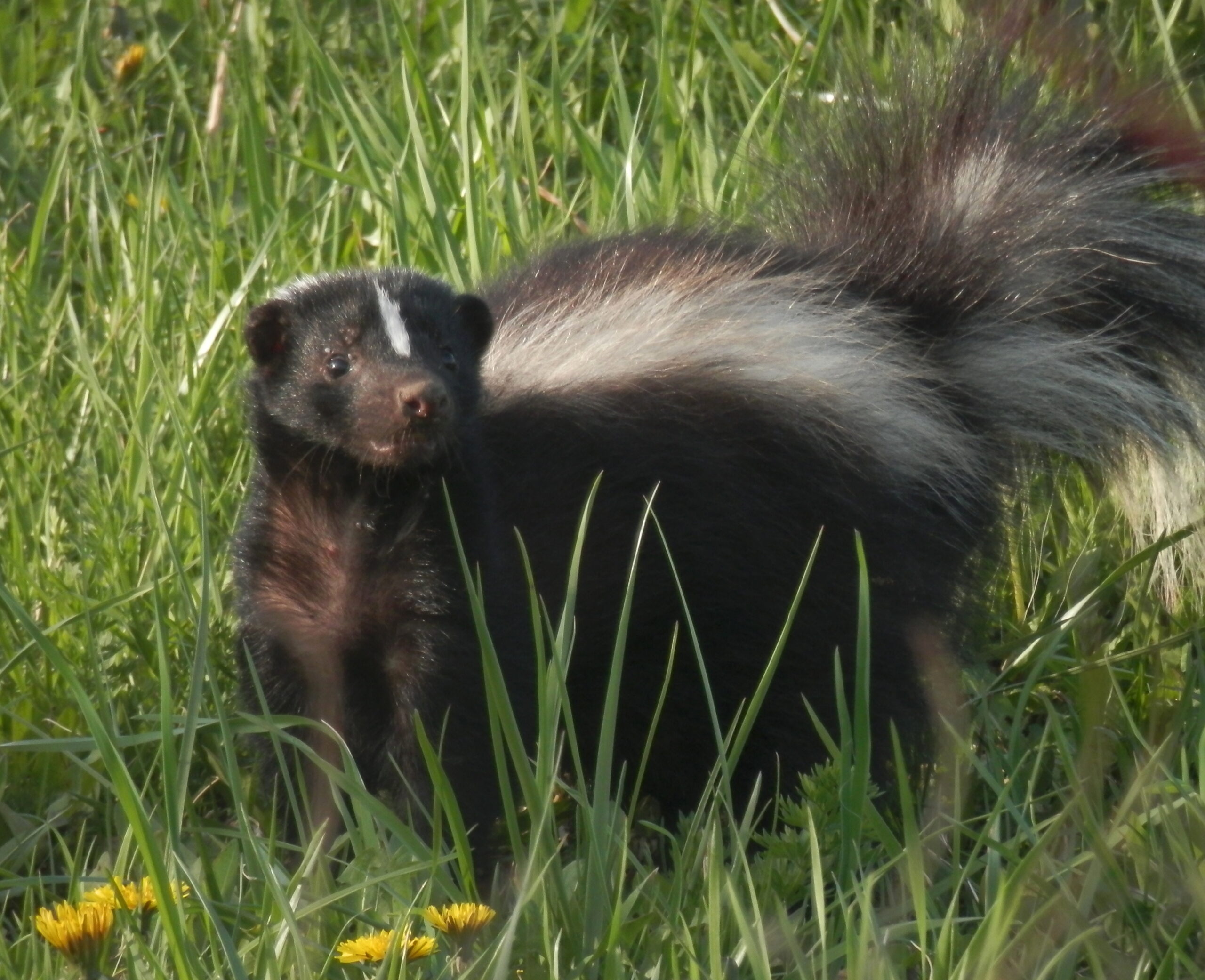 Striped skunk (Mephitis mephitis) full body portrait