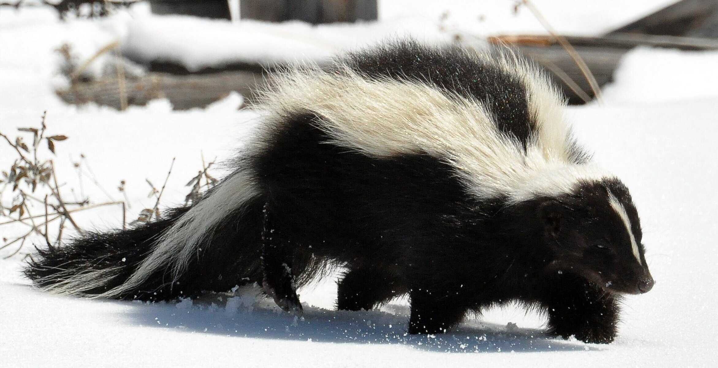 Striped skunk (Mephitis mephitis) in profile showing full white stripe pattern